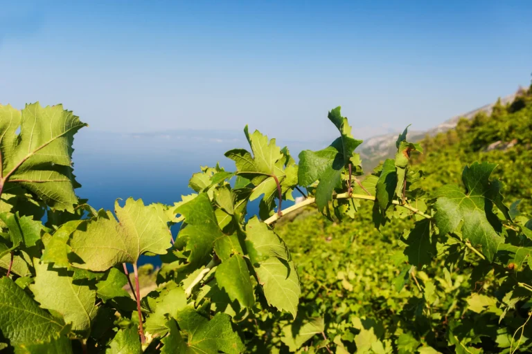 Vignobles de Peljesac, mer Adriatique, Croatie